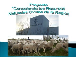 Recurso naturales ovinos de Magallanes