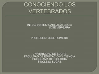 CONOCIENDO LOS VERTEBRADOS  INTEGRANTES: CARLOS ATENCIA                           JOSE VERGARA PROFESOR: JOSE ROMERO UNIVERSIDAD DE SUCRE  FACULDAD DE EDUCACION Y CIENCIA  PROGRAMA DE BIOLOGIA  SINCLEJO SUCRE   