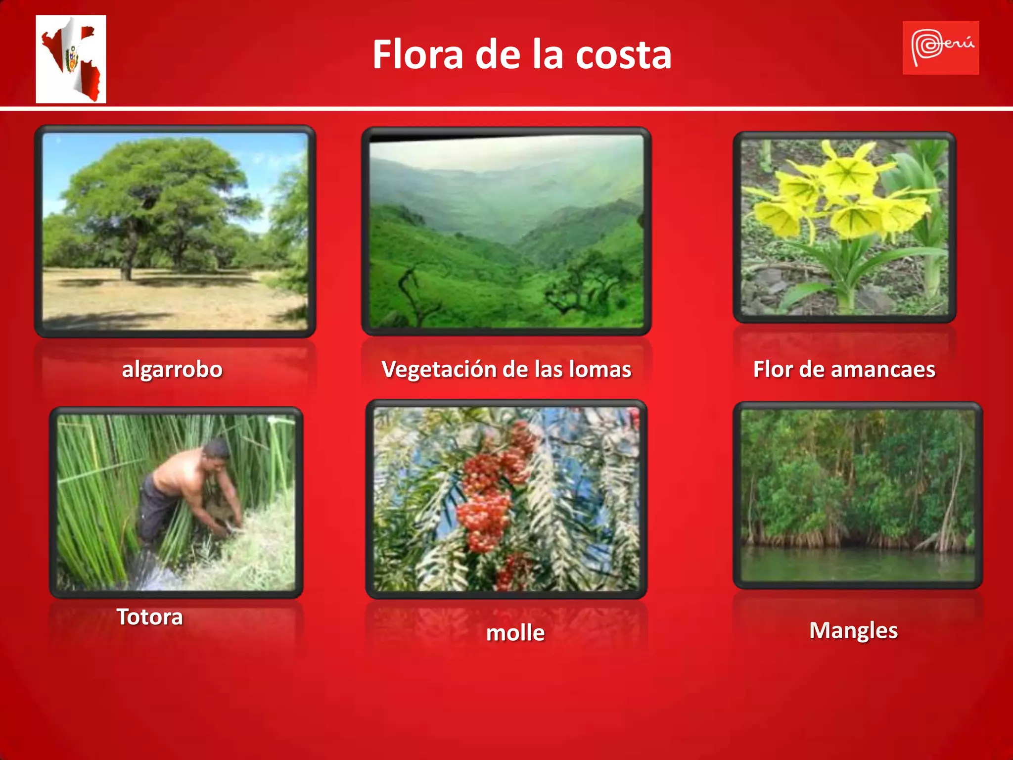 Flora de la costa




algarrobo   Vegetación de las lomas   Flor de amancaes




Totora
                     molle                Mangles
 