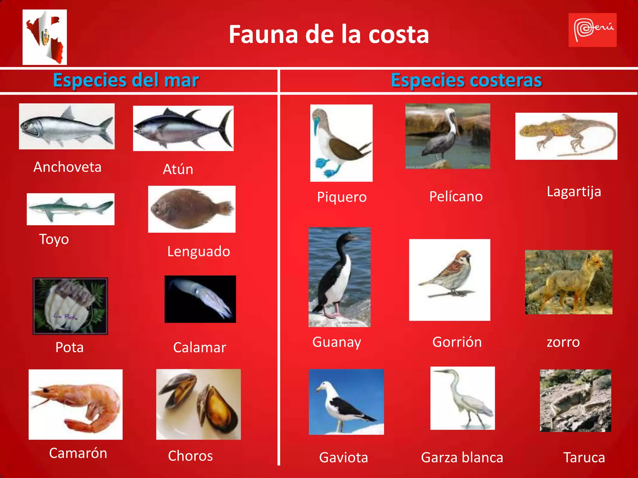 Fauna de la costa
  Especies del mar                        Especies costeras



Anchoveta     Atún
                                Piquero       Pelícano        Lagartija

Toyo
              Lenguado




  Pota         Calamar          Guanay        Gorrión         zorro




  Camarón     Choros            Gaviota      Garza blanca       Taruca
 