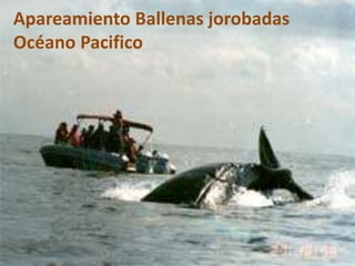 Apareamiento Ballenas jorobadas
Océano Pacifico
 