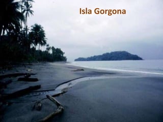 Isla Gorgona
 