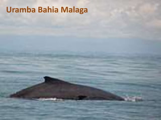 Uramba Bahia Malaga
 