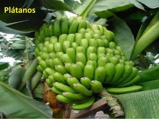 Plátanos
 