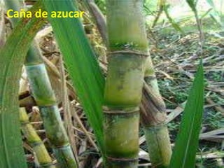 Caña de azucar
 