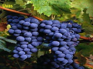 Uvas
 