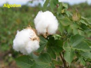 Algodon
 