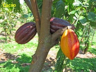 Cacao
 