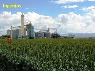 Ingenios
 