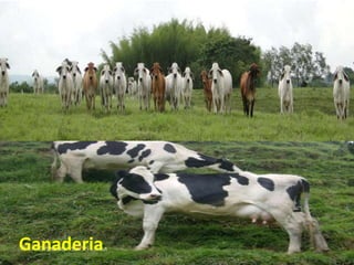 Ganaderia
 