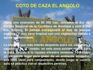 COTO DE CAZA EL ANGOLO


Tiene una extensión de 85 000 has, ubicados al Sur del
Parque Nacional de la Cordillera de Amotape y está a 115
Km. Sullana. El paisaje corresponde al tipo de bosque
espinoso y muy seco tropical con una vegetación debida a
aguas subterráneas.

La especie que más interés despierta entre los visitantes y
cazadores es el venado; en esta zona existen reglas para
la caza. Debido a la riqueza silvestre existente constituye
un excelente lugar para gozar de un ambiente acogedor,
aire libre ideal para campamento, desde luego la cacería
solo se practica con el respectivo permiso.
 