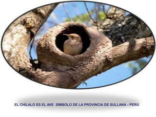 EL CHILALO ES EL AVE SÍMBOLO DE LA PROVINCIA DE SULLANA - PERÚ
 