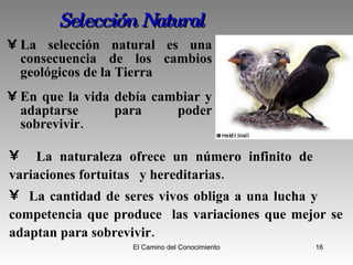 Selección Natural La selección natural es una consecuencia de los cambios geológicos de la Tierra En que la vida debía cambiar y adaptarse para poder sobrevivir. La naturaleza ofrece un número infinito de  variaciones fortuitas  y hereditarias. La cantidad de seres vivos obliga a una lucha y  competencia que produce  las variaciones que mejor se adaptan para sobrevivir. 