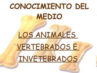 CONOCIMIENTO DEL MEDIO LOS ANIMALES  VERTEBRADOS E  INVETEBRADOS 