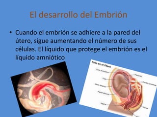 El desarrollo del Embrión
• Cuando el embrión se adhiere a la pared del
útero, sigue aumentando el número de sus
células. El líquido que protege el embrión es el
líquido amniótico
 