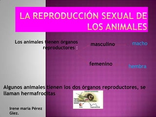 Los animales tienen órganos                    macho
                                  masculino
                reproductores :


                                  femenino        hembra



Algunos animales tienen los dos órganos reproductores, se
llaman hermafroditas

  Irene maría Pérez
  Glez.
 