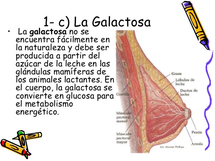 Conocimientos alimentacion sana Conocimientos alimentacion sana