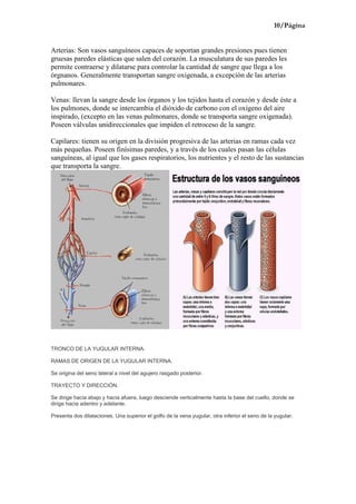 10/Página


Arterias: Son vasos sanguíneos capaces de soportan grandes presiones pues tienen
gruesas paredes elásticas que salen del corazón. La musculatura de sus paredes les
permite contraerse y dilatarse para controlar la cantidad de sangre que llega a los
órgnanos. Generalmente transportan sangre oxigenada, a excepción de las arterias
pulmonares.

Venas: llevan la sangre desde los órganos y los tejidos hasta el corazón y desde éste a
los pulmones, donde se intercambia el dióxido de carbono con el oxígeno del aire
inspirado, (excepto en las venas pulmonares, donde se transporta sangre oxigenada).
Poseen válvulas unidireccionales que impiden el retroceso de la sangre.

Capilares: tienen su origen en la división progresiva de las arterias en ramas cada vez
más pequeñas. Poseen finísimas paredes, y a través de los cuales pasan las células
sanguíneas, al igual que los gases respiratorios, los nutrientes y el resto de las sustancias
que transporta la sangre.




TRONCO DE LA YUGULAR INTERNA.

RAMAS DE ORIGEN DE LA YUGULAR INTERNA.

Se origina del seno lateral a nivel del agujero rasgado posterior.

TRAYECTO Y DIRECCIÓN.

Se dirige hacia abajo y hacia afuera, luego desciende verticalmente hasta la base del cuello, donde se
dirige hacia adentro y adelante.

Presenta dos dilataciones. Una superior el golfo de la vena yugular, otra inferior el seno de la yugular.
 