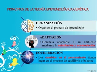 PRINCIPIOSDE LA TEORÍA EPISTEMOLÓGICAGENÉTICA
ORGANIZACIÓN
• Organiza el proceso de aprendizaje
ADAPTACIÓN
• Herencia adaptable a su ambiente
mediante la asimilación y acomodación
EQUILIBRACIÓN
• Los cambios en el pensamiento tienen
lugar en el proceso de equilibrio o balance
 