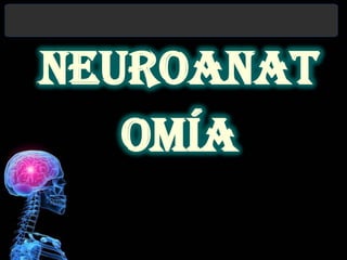 Neuroanat
omía
 