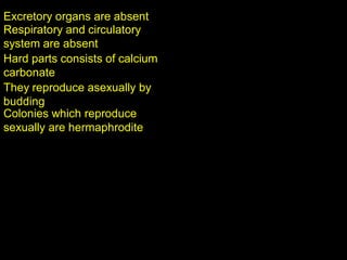 Excretory organs are absent
Respiratory and circulatory
system are absent
Hard parts consists of calcium
carbonate
They reproduce asexually by
budding
Colonies which reproduce
sexually are hermaphrodite
 
