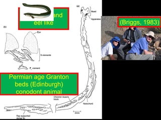 (Briggs, 1983)
Permian age Granton
beds (Edinburgh)
conodont animal
c. 40 mm and
eel like
 
