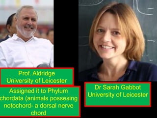 Prof. Aldridge
University of Leicester
Dr Sarah Gabbot
University of Leicester
Assigned it to Phylum
chordata (animals possesing
notochord- a dorsal nerve
chord
 