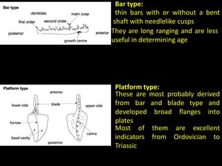 thin bars with or without a bent
shaft with needlelike cusps
Bar type:
They are long ranging and are less
useful in determining age
Platform type:
These are most probably derived
from bar and blade type and
developed broad flanges into
plates
Most of them are excellent
indicators from Ordovician to
Triassic
 