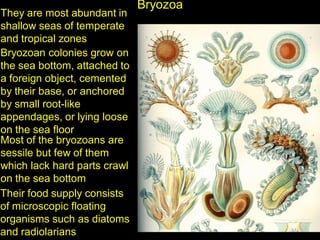They are most abundant in
shallow seas of temperate
and tropical zones
Bryozoan colonies grow on
the sea bottom, attached to
a foreign object, cemented
by their base, or anchored
by small root-like
appendages, or lying loose
on the sea floor
Most of the bryozoans are
sessile but few of them
which lack hard parts crawl
on the sea bottom
Their food supply consists
of microscopic floating
organisms such as diatoms
and radiolarians
Bryozoa
 