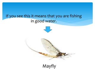 If you see this it means that you are fishing
in good water.
Mayfly
 