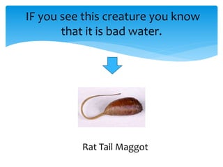 IF you see this creature you know
that it is bad water.
Rat Tail Maggot
 