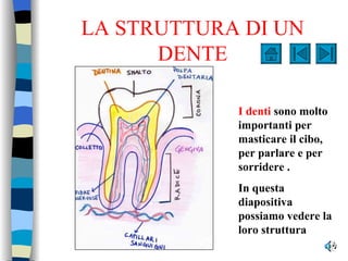LA STRUTTURA DI UN DENTE I denti  sono molto importanti per masticare il cibo, per parlare e per sorridere . In questa diapositiva possiamo vedere la loro struttura 