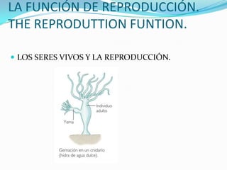 LA FUNCIÓN DE REPRODUCCIÓN.
THE REPRODUTTION FUNTION.

 LOS SERES VIVOS Y LA REPRODUCCIÓN.
 