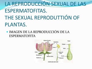 LA REPRODUCCIÓN SEXUAL DE LAS
ESPERMATOFITAS.
THE SEXUAL REPRODUTTIÓN OF
PLANTAS.
 IMAGEN DE LA REPRODUCCIÓN DE LA
 ESPERMATOFITA
 