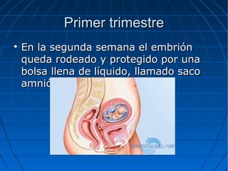 Primer trimestre


En la segunda semana el embrión
queda rodeado y protegido por una
bolsa llena de líquido, llamado saco
amniótico

 