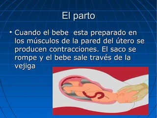 El parto


Cuando el bebe esta preparado en
los músculos de la pared del útero se
producen contracciones. El saco se
rompe y el bebe sale través de la
vejiga

 
