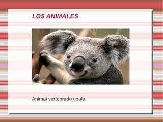LOS ANIMALES Animal vertebrado coala 