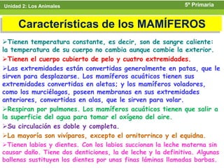Unidad 2: Los Animales                                      5º Primaria


     Características de los MAMÍFEROS
Tienen temperatura constante, es decir, son de sangre caliente:
la temperatura de su cuerpo no cambia aunque cambie la exterior.
Tienen el cuerpo cubierto de pelo y cuatro extremidades.
Las extremidades están convertidas generalmente en patas, que le
sirven para desplazarse. Los mamíferos acuáticos tienen sus
extremidades convertidas en aletas; y los mamíferos voladores,
como los murciélagos, poseen membranas en sus extremidades
anteriores, convertidas en alas, que le sirven para volar.
Respiran por pulmones. Los mamíferos acuáticos tienen que salir a
la superficie del agua para tomar el oxígeno del aire.
Su circulación es doble y completa.
La mayoría son vivíparos, excepto el ornitorrinco y el equidna.
Tienen labios y dientes. Con los labios succionan la leche materna sin
causar daño. Tiene dos denticiones, la de leche y la definitiva. Algunas
ballenas sustituyen los dientes por unas finas láminas llamadas barbas.
 