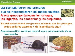 Unidad 2: Los Animales                           5º Primaria


LOS REPTILES fueron los primeros
que se independizaron del medio acuático.
A este grupo pertenecen las tortugas,
los lagartos, los cocodrilos y las serpientes.
Su piel está cubierta por gruesas escamas que los protegen
  de los peligros externos y de la pérdida de agua.
Algunos reptiles cambian su piel como consecuencia de su
  crecimiento.
 