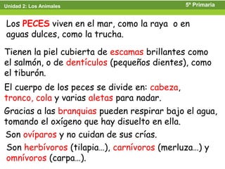 Unidad 2: Los Animales                         5º Primaria


Los PECES viven en el mar, como la raya o en
aguas dulces, como la trucha.

Tienen la piel cubierta de escamas brillantes como
el salmón, o de dentículos (pequeños dientes), como
el tiburón.
El cuerpo de los peces se divide en: cabeza,
tronco, cola y varias aletas para nadar.
Gracias a las branquias pueden respirar bajo el agua,
tomando el oxígeno que hay disuelto en ella.
Son ovíparos y no cuidan de sus crías.
 Son herbívoros (tilapia…), carnívoros (merluza…) y
 omnívoros (carpa…).
 