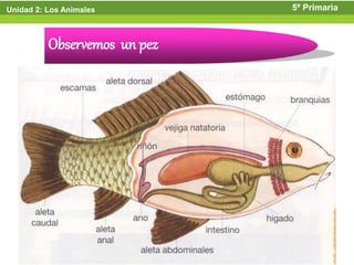 Unidad 2: Los Animales        5º Primaria



          Observemos un pez
 