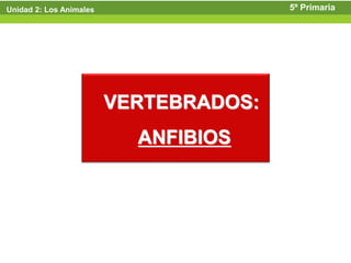 Unidad 2: Los Animales                  5º Primaria




                         VERTEBRADOS:
                           ANFIBIOS
 