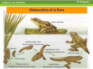 Unidad 2: Los Animales                             5º Primaria


                         Metamorfosis de la Rana




                                                        24
 