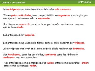Unidad 2: Los Animales                                                  5º Primaria


 Los artrópodos son los animales invertebrados más numerosos.

 Tienen patas articuladas, y un cuerpo dividido en segmentos y protegido por
 un esqueleto interno a modo de caparazón.

 Sustituyen su caparazón por otro de mayor tamaño mediante un proceso
 que se llama muda.


 Los artrópodos son ovíparos.


 Los artrópodos que viven en la tierra, como el grillo respiran por tráqueas.

 Los artrópodos que viven en el agua, como la cigala respiran por branquias.

Son herbívoros, como las cochinillas, carnívoros como las libélulas y
omnívoros como las cucarachas.

 Hay artrópodos, como la mariposa, que vuelan. Otros como las arañas, andan;
 otros como las gambas, nadan.
 