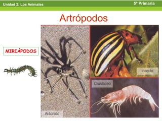 Unidad 2: Los Animales                5º Primaria



                         Artrópodos


 MIRIÁPODOS
 