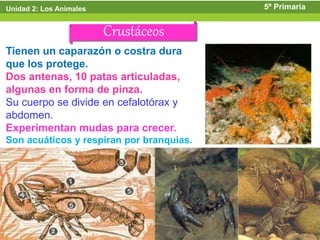 Unidad 2: Los Animales                    5º Primaria


                         Crustáceos
Tienen un caparazón o costra dura
que los protege.
Dos antenas, 10 patas articuladas,
algunas en forma de pinza.
Su cuerpo se divide en cefalotórax y
abdomen.
Experimentan mudas para crecer.
Son acuáticos y respiran por branquias.




                                                 32
 