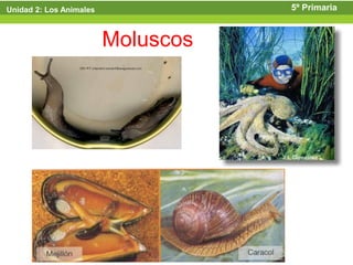 Unidad 2: Los Animales              5º Primaria



                         Moluscos
 