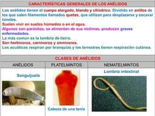 CARACTERÍSTICAS GENERALES DE LOS ANÉLIDOS
Los anélidos tienen el cuerpo alargado, blando y cilíndrico. Dividido en anillos de
los que salen filamentos llamados quetas, que utilizan para desplazarse y excavar
túneles.
Suelen vivir en suelos húmedos o en el agua.
Algunos son parásitos, se alimentan de sus víctimas, producen graves
enfermedades.
La más común es la lombriz de tierra.
Son herbívoros, carnívoros y omnívoros.
Los acuáticos respiran por branquias y los terrestres tienen respiración cutánea.

                             CLASES DE ANÉLIDOS
     ANÉLIDOS             PLATELMINTOS                  NEMATELMINTOS
                                                       Lombriz intestinal
        Sanguijuela




                         Cabeza de una tenia                              38
 