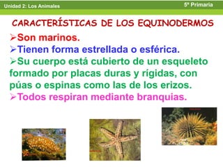 Unidad 2: Los Animales               5º Primaria


   CARACTERÍSTICAS DE LOS EQUINODERMOS
  Son marinos.
  Tienen forma estrellada o esférica.
  Su cuerpo está cubierto de un esqueleto
  formado por placas duras y rígidas, con
  púas o espinas como las de los erizos.
  Todos respiran mediante branquias.
 
