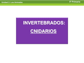 Unidad 2: Los Animales                    5º Primaria




                         INVERTEBRADOS:
                           CNIDARIOS
 